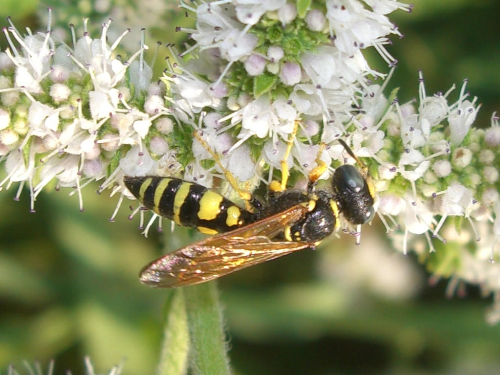 Philanthus venustus e maschio di Philanthus triangulum