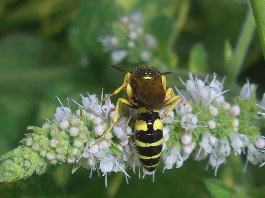 Philanthus venustus e maschio di Philanthus triangulum