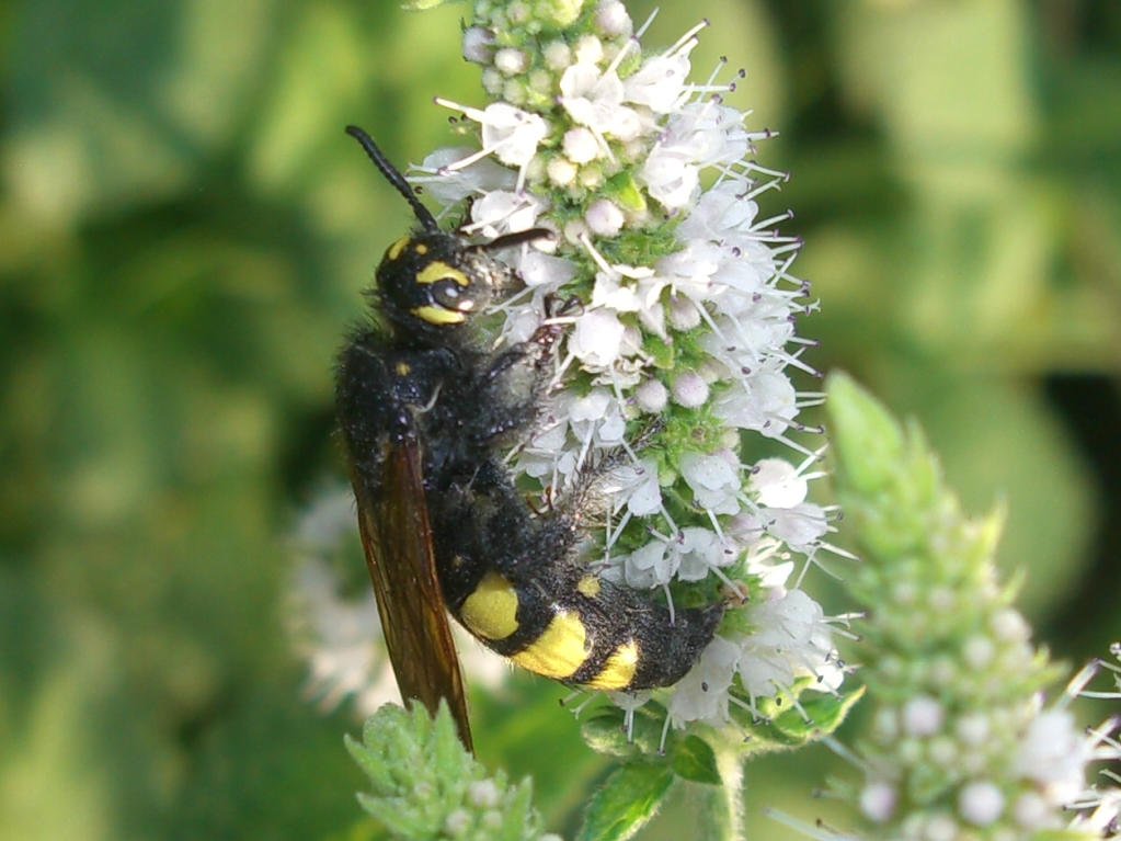 Colpa sexmaculata femmina (Scoliidae)