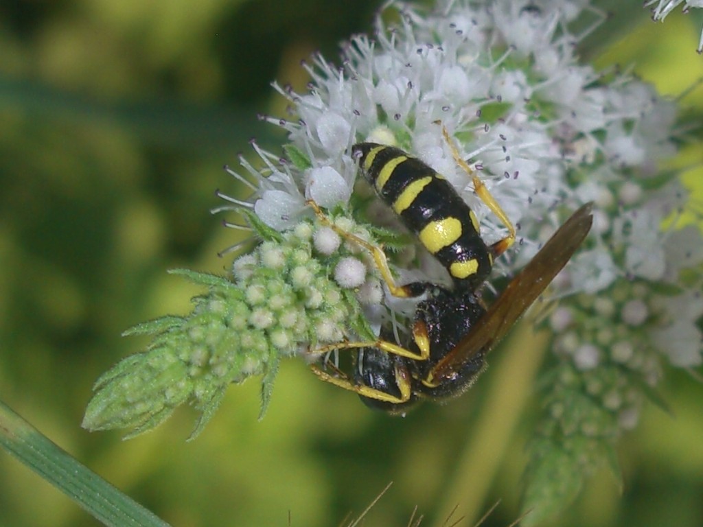 Philanthus venustus e maschio di Philanthus triangulum