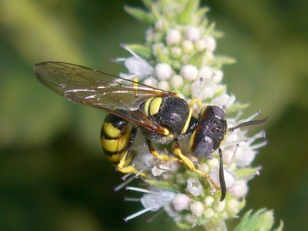 Philanthus venustus e maschio di Philanthus triangulum