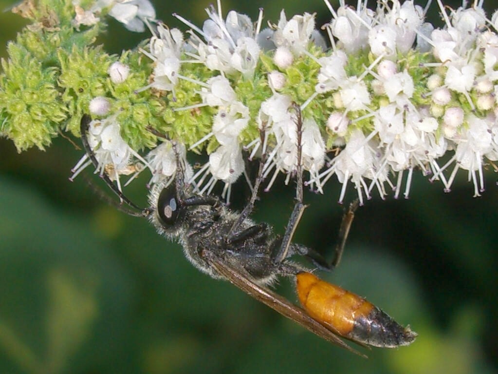 Sphex (probabilmente funerarius)