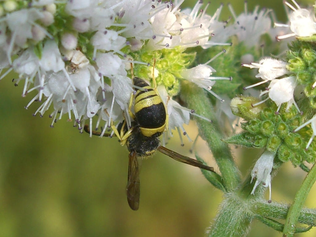 Ancistrocerus sp. (Vespidae Eumeninae)