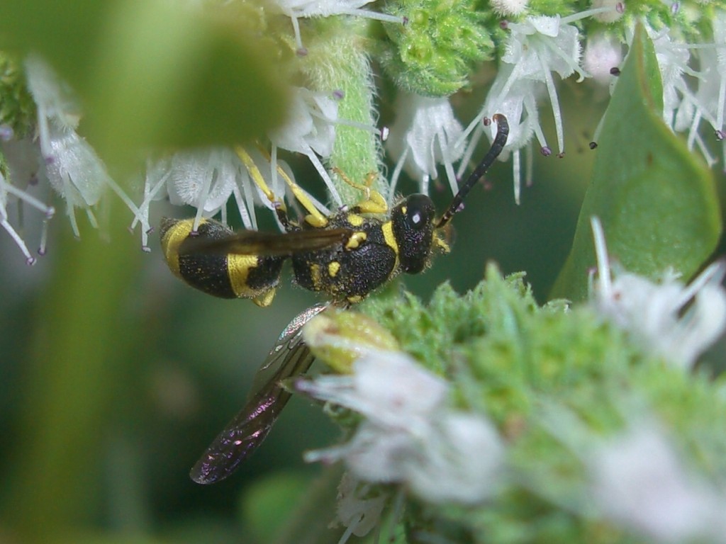 Ancistrocerus sp. (Vespidae Eumeninae)