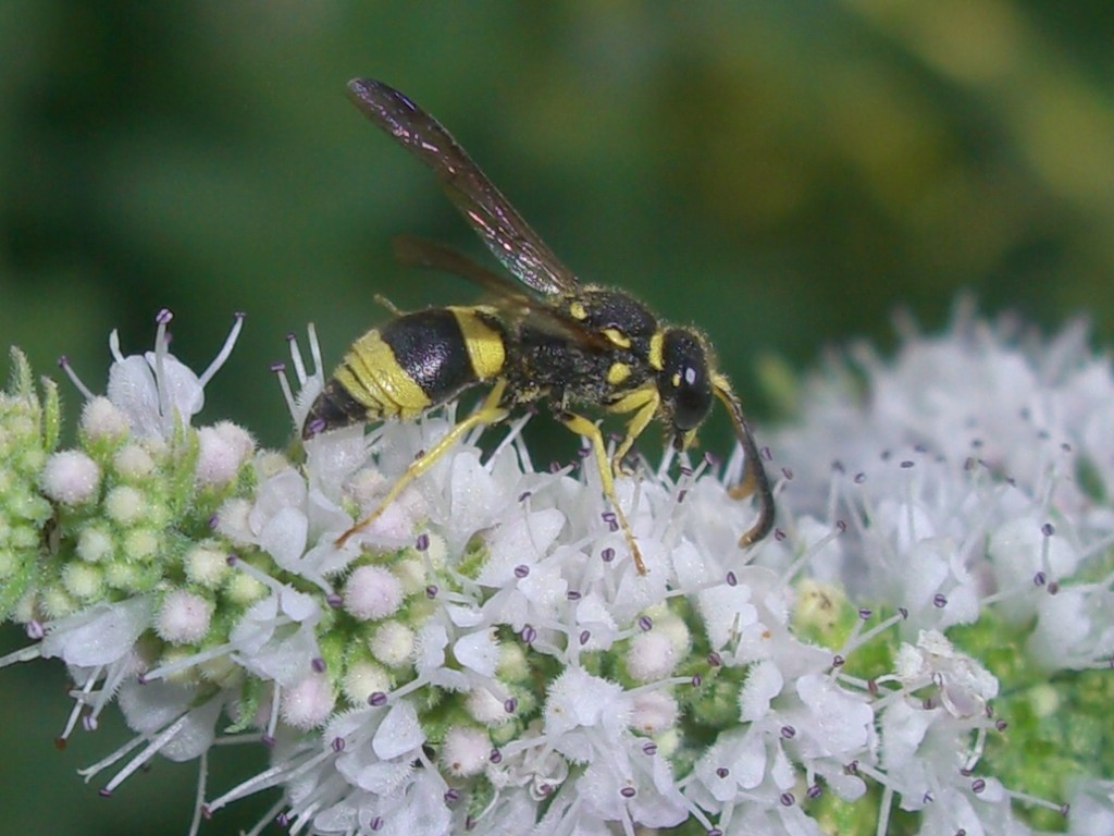 Ancistrocerus sp. (Vespidae Eumeninae)