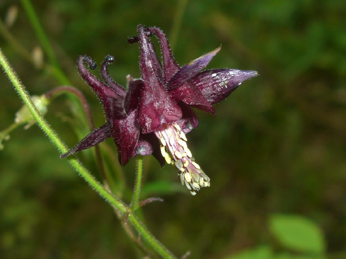 Aquilegia atrata