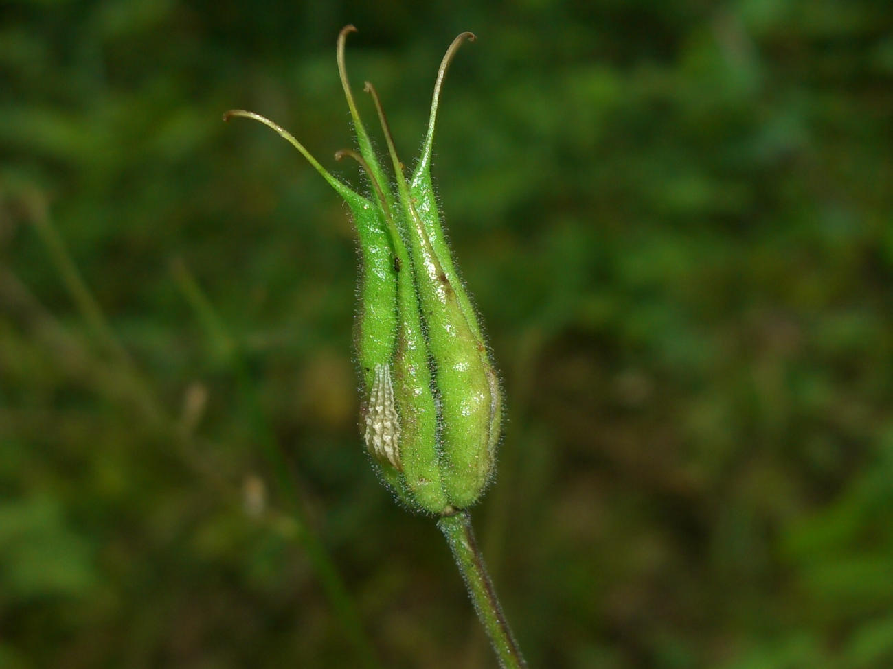 Aquilegia atrata