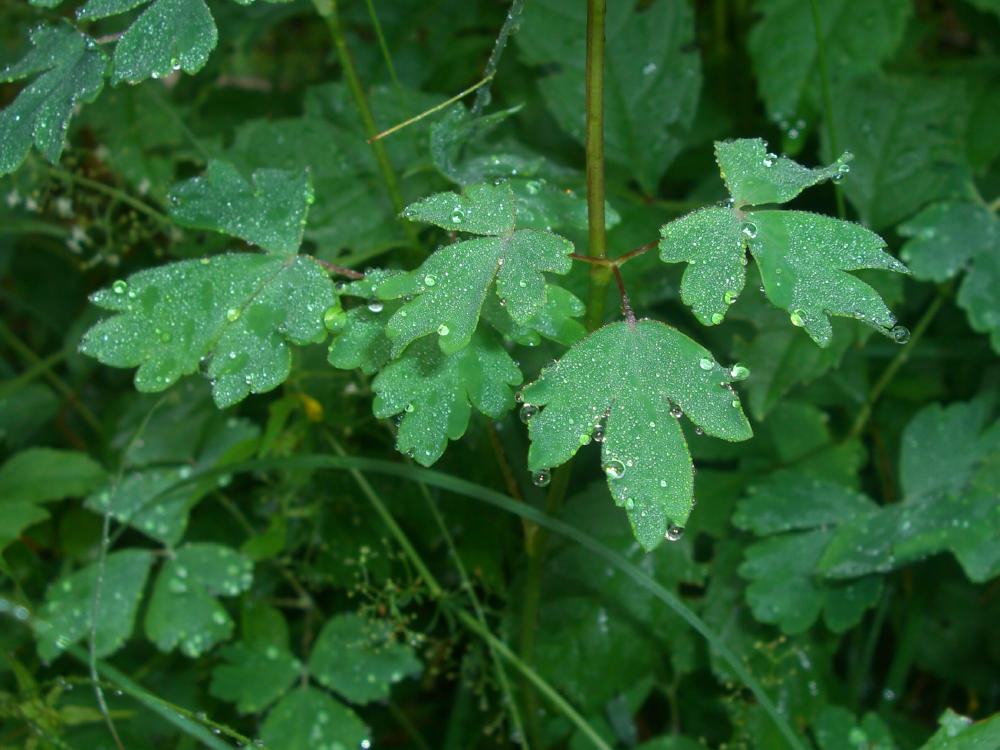 Aquilegia atrata