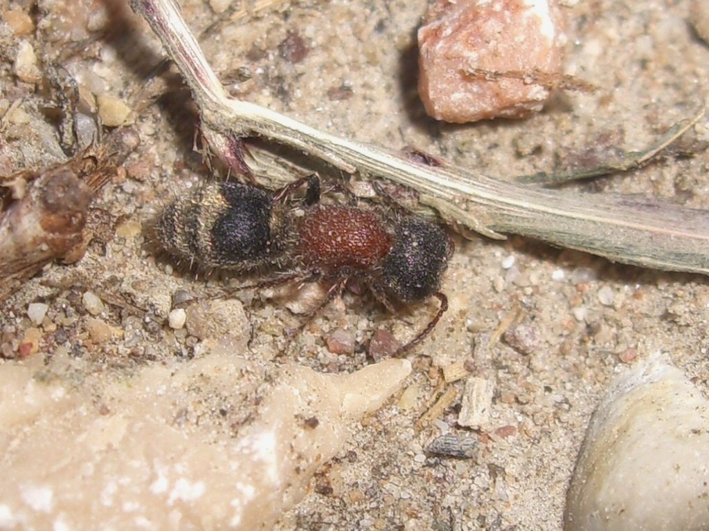 Myrmilla calva (Mutillidae, Myrmillinae)