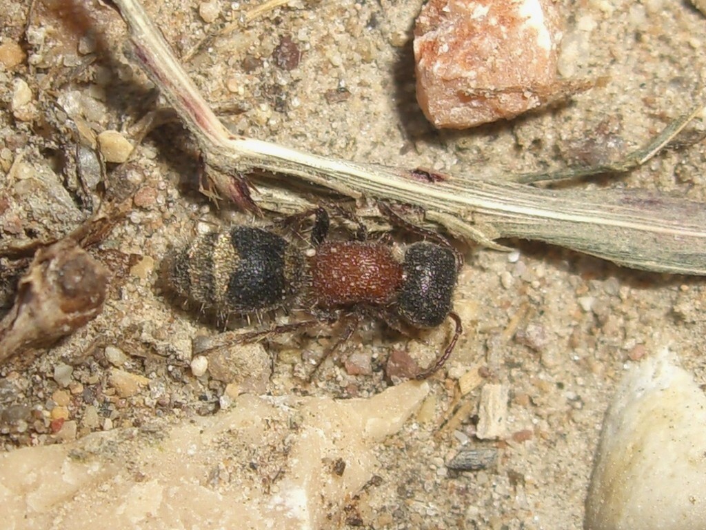 Myrmilla calva (Mutillidae, Myrmillinae)