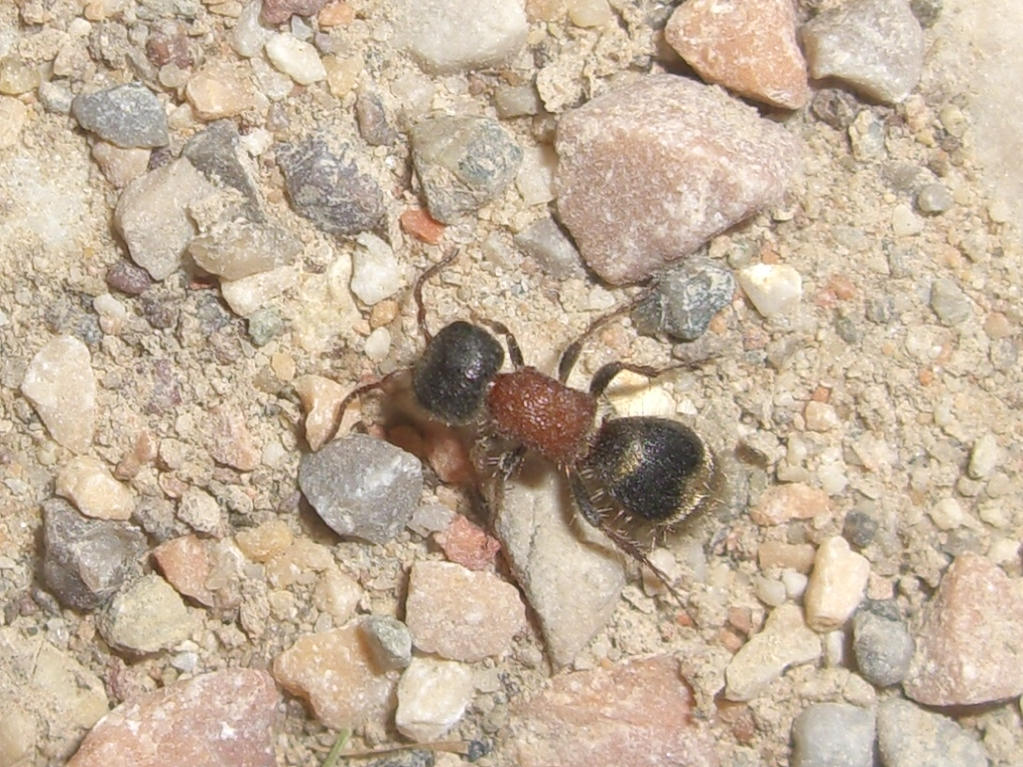 Myrmilla calva (Mutillidae, Myrmillinae)