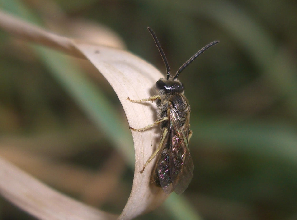 Apidae Halictinae: Lasioglossum sp. o Halictus sp., maschio