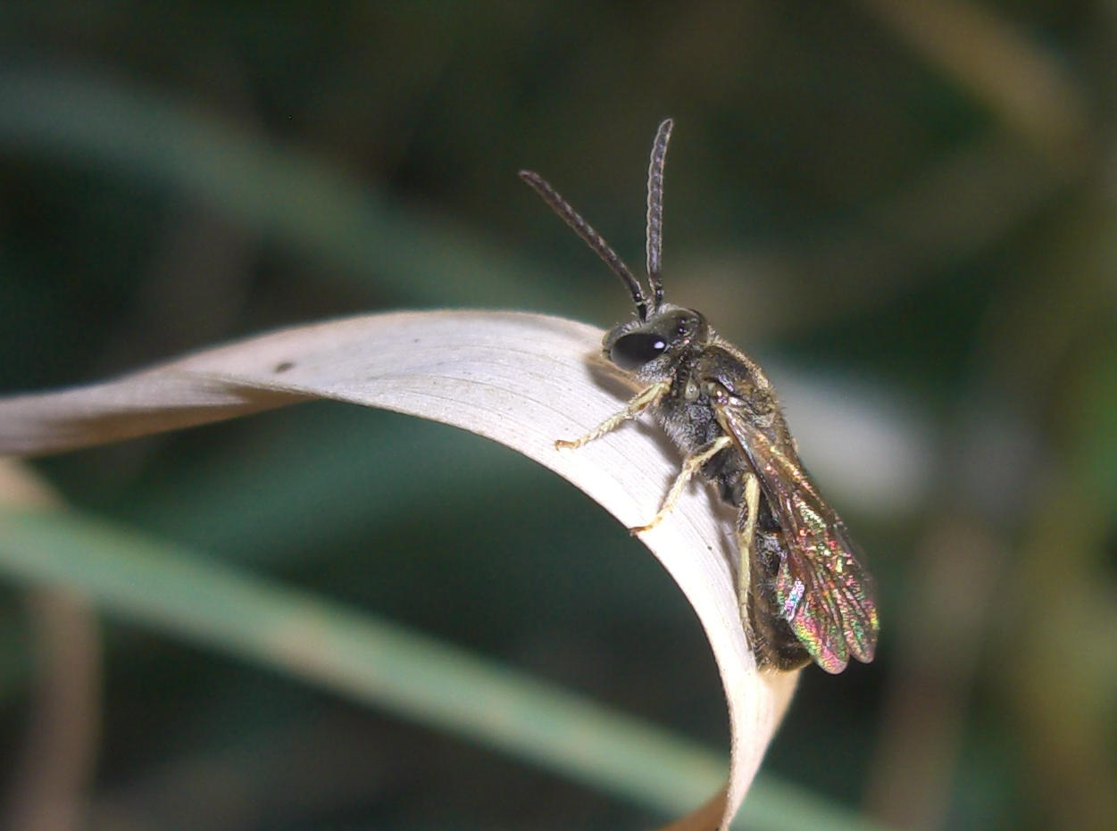 Apidae Halictinae: Lasioglossum sp. o Halictus sp., maschio