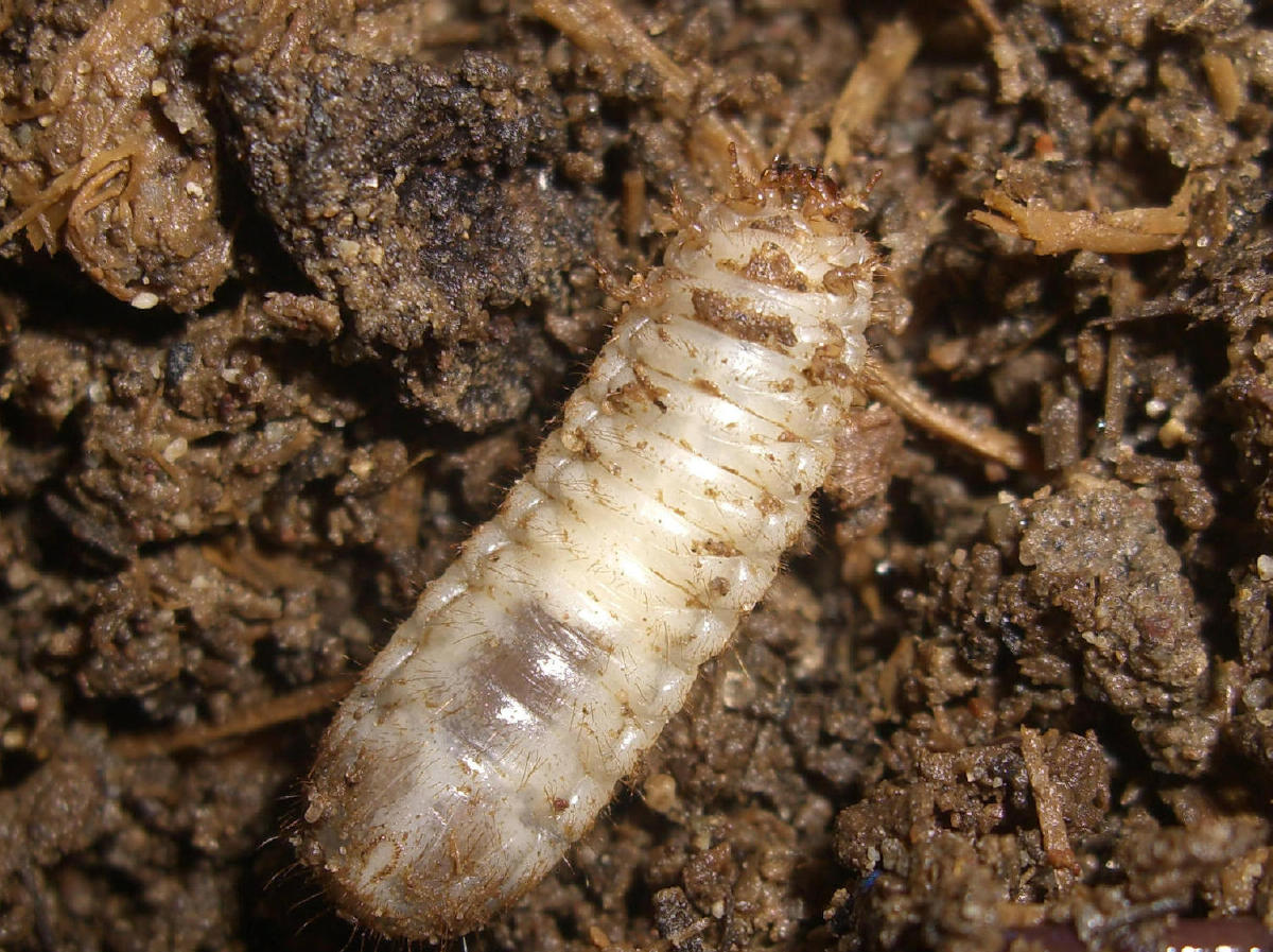 Larva: Cetoniidae nella cacca!?!?