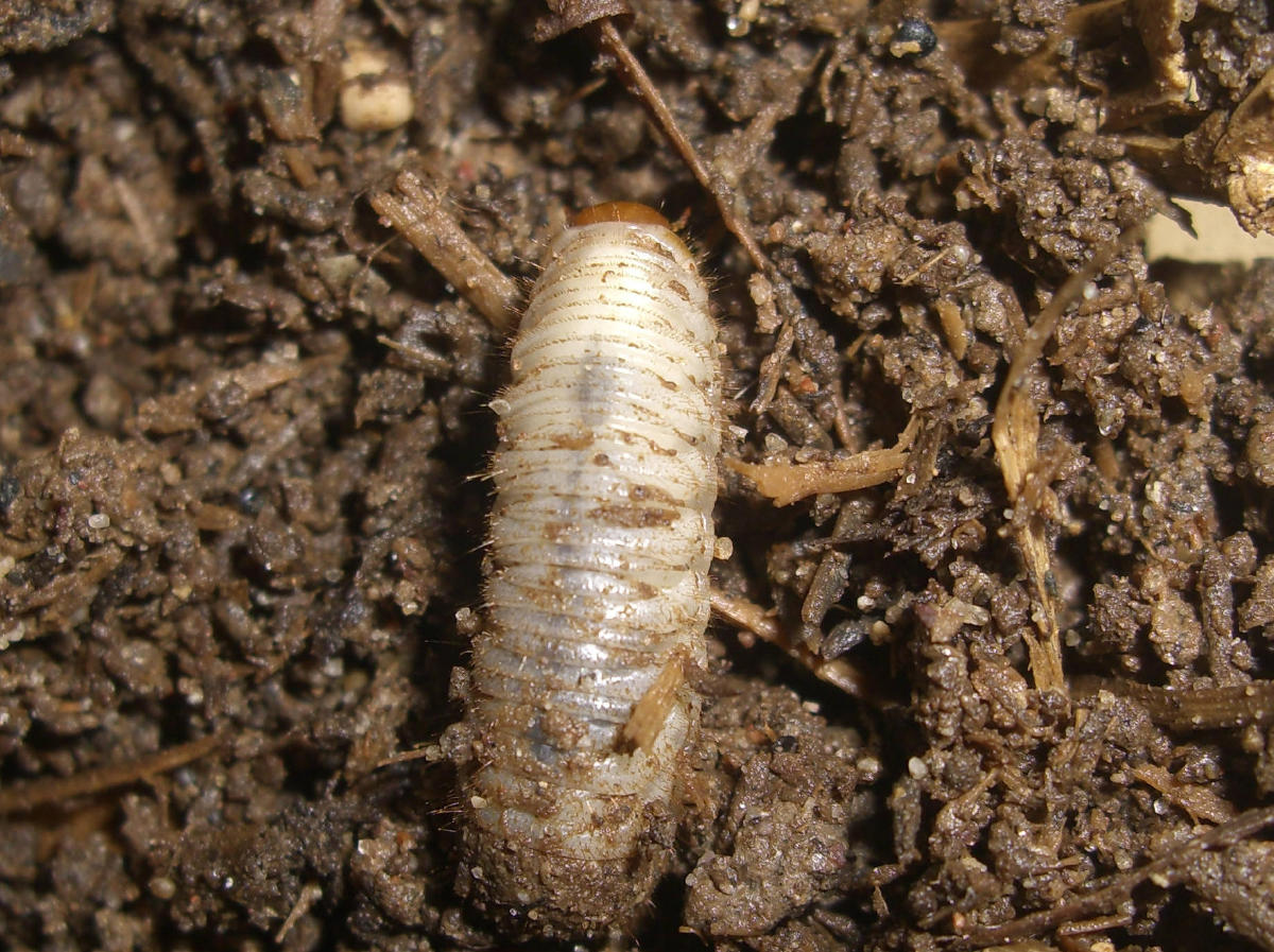 Larva: Cetoniidae nella cacca!?!?