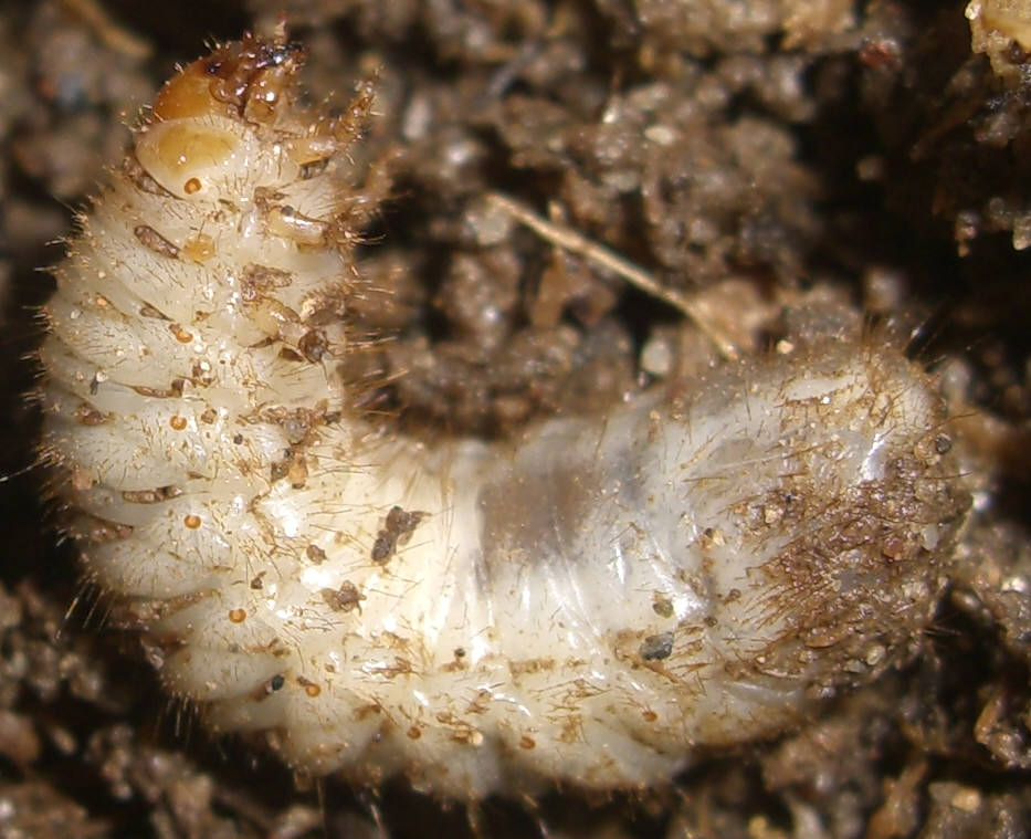 Larva: Cetoniidae nella cacca!?!?