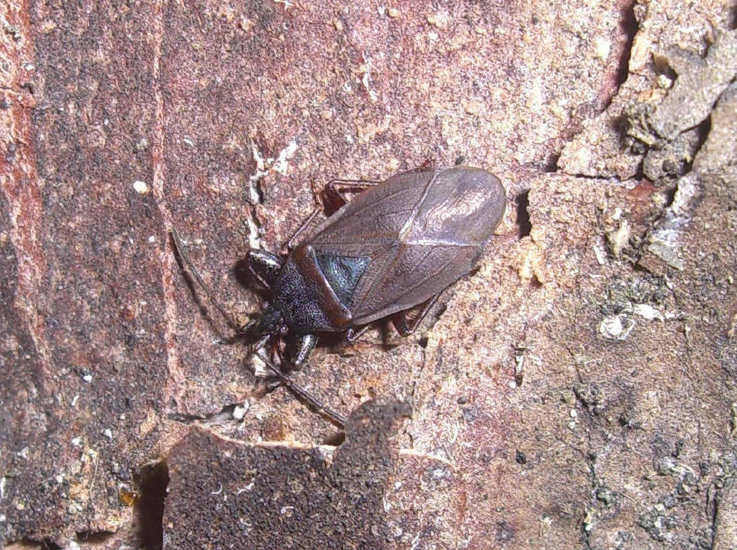 Lygaeidae: Gastrodes grossipes del veronese