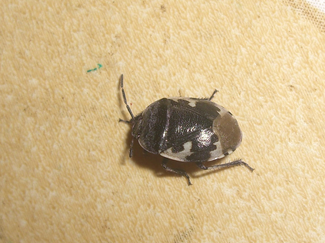 Cydnidae del veronese: Tritomegas bicolor