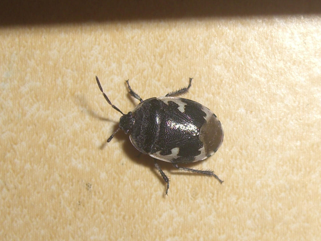 Cydnidae del veronese: Tritomegas bicolor