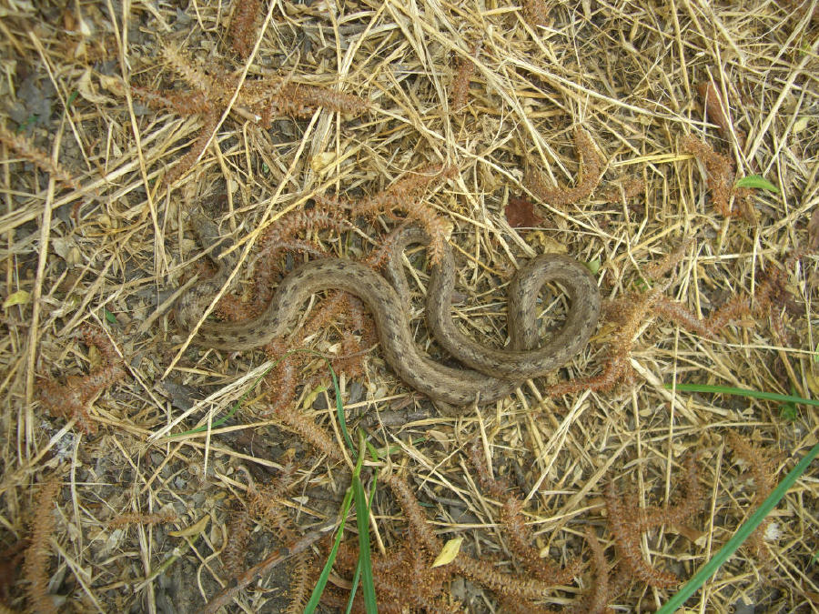 Coronella austriaca?