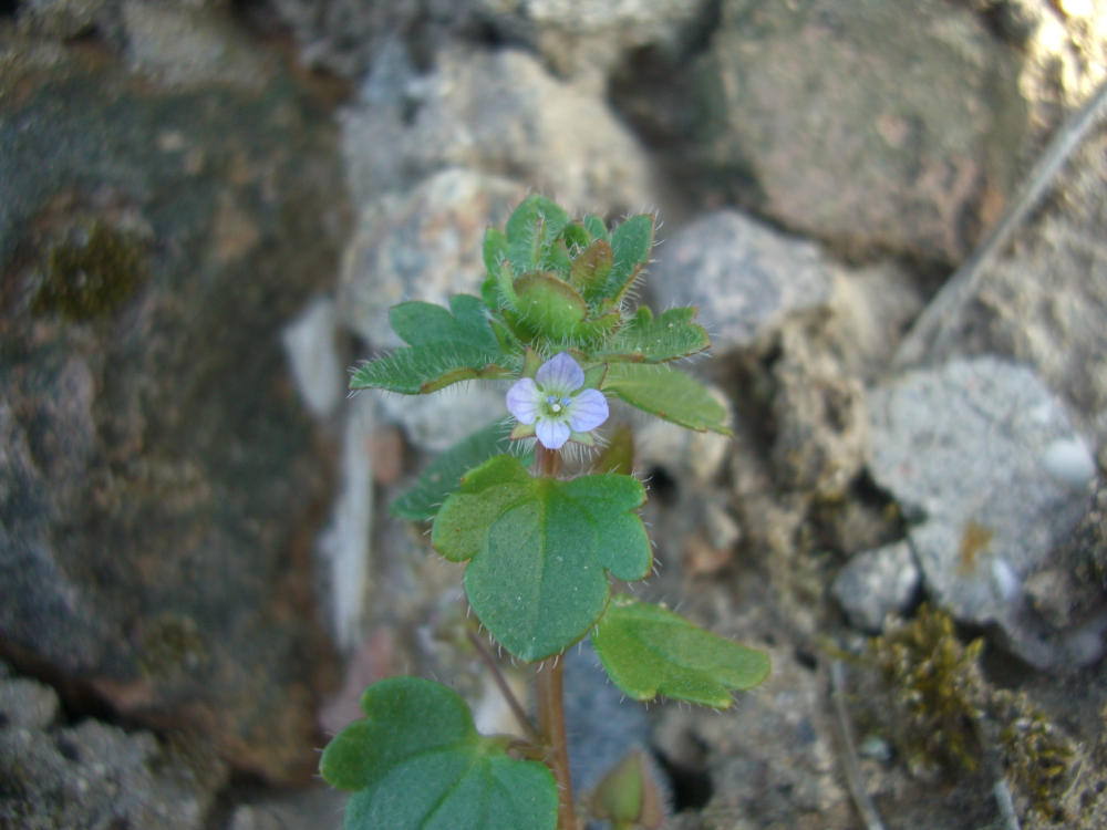 Veronica cfr. hederifolia