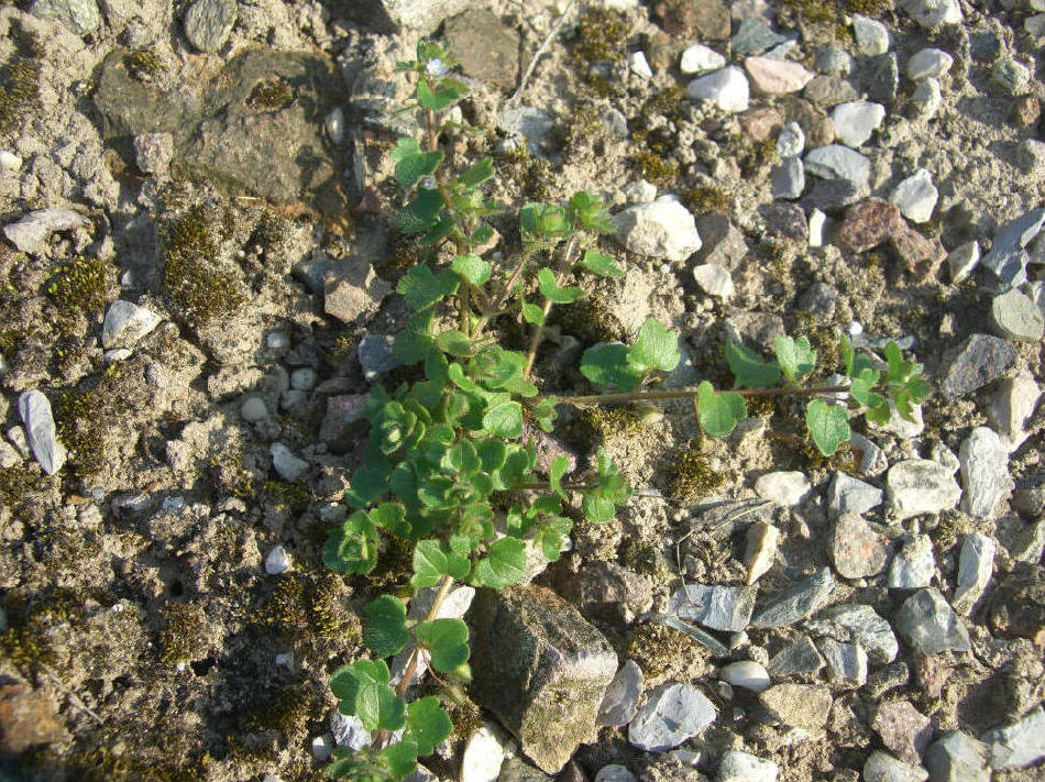 Veronica cfr. hederifolia