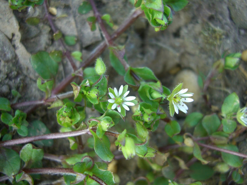 Stellaria media subsp. media