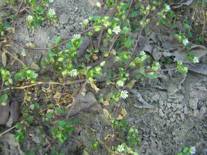 Stellaria media subsp. media