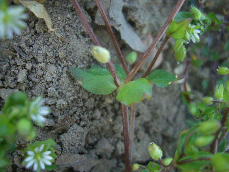 Stellaria media subsp. media