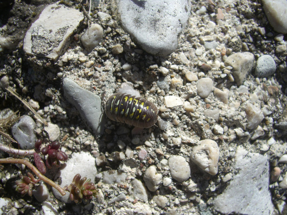 Porcellino di terra Armadillidium sp.