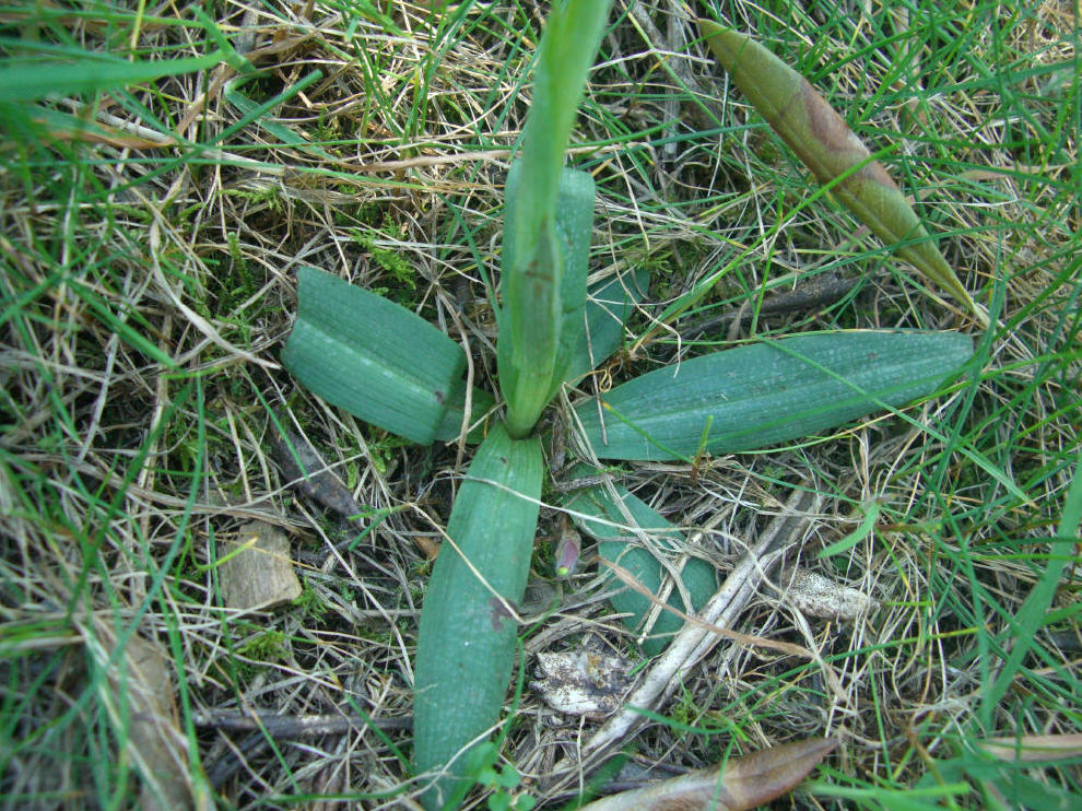 Ophrys sphegodes