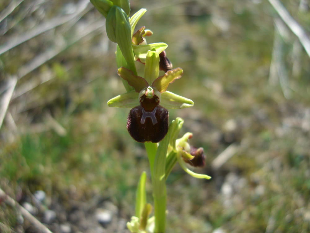 Ophrys sphegodes