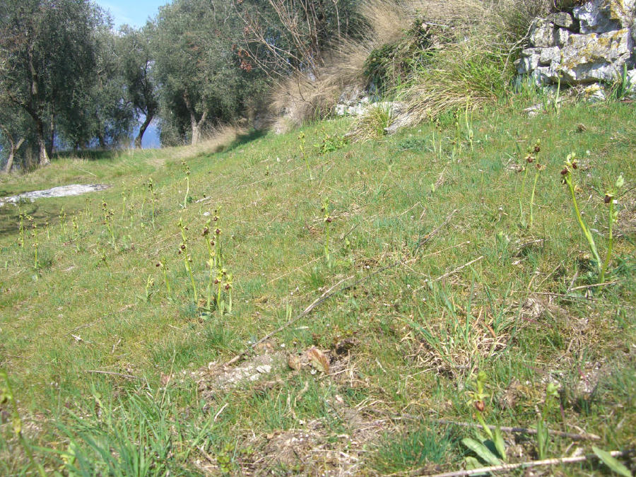 Ophrys sphegodes