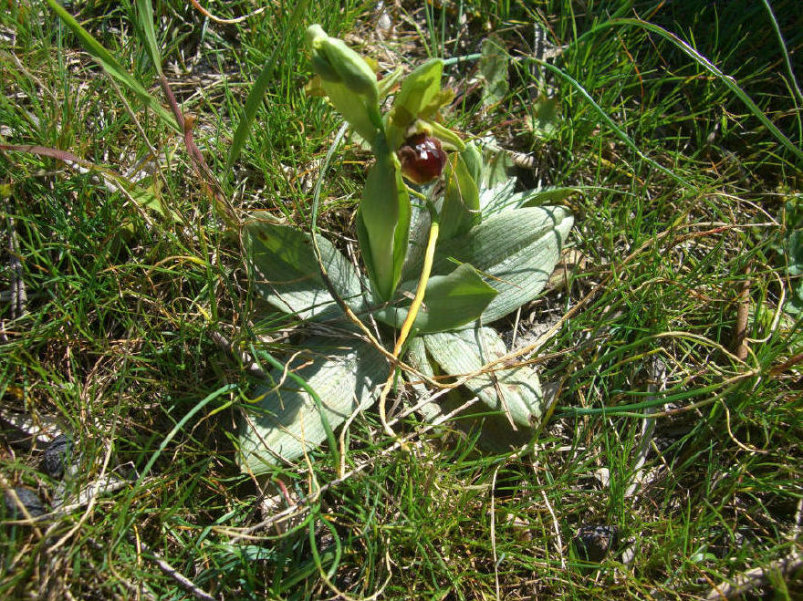 Ophrys sphegodes