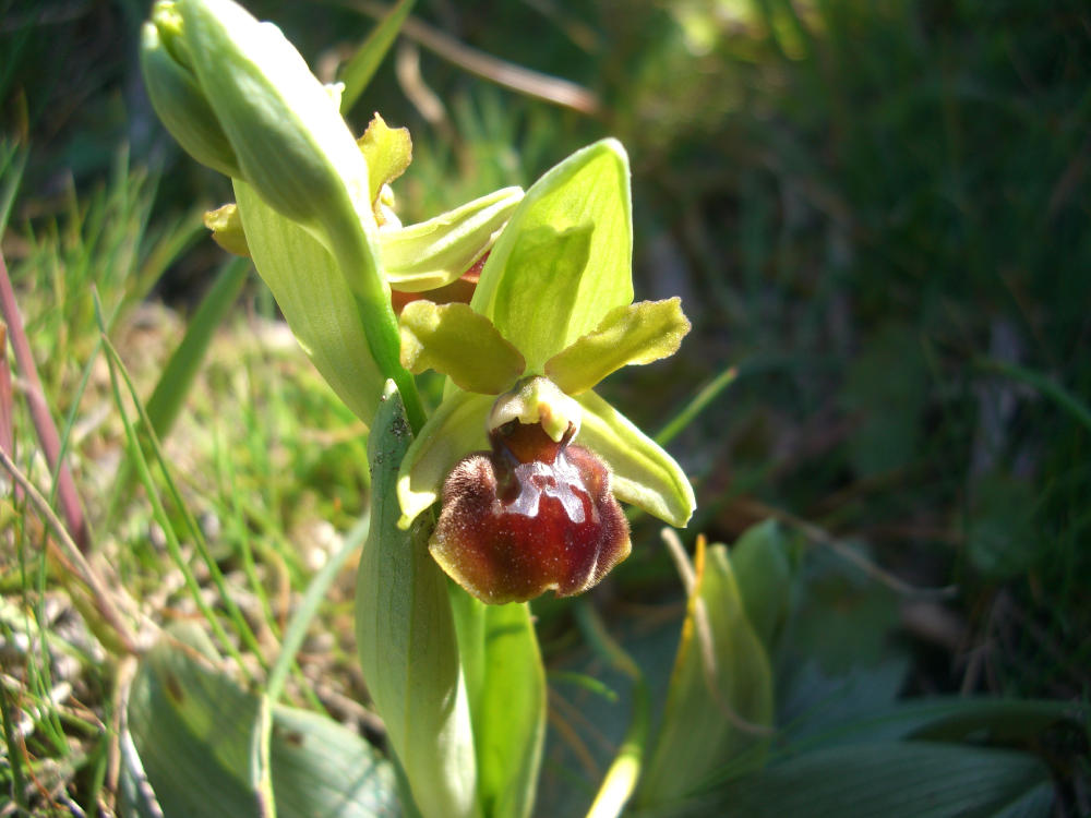 Ophrys sphegodes