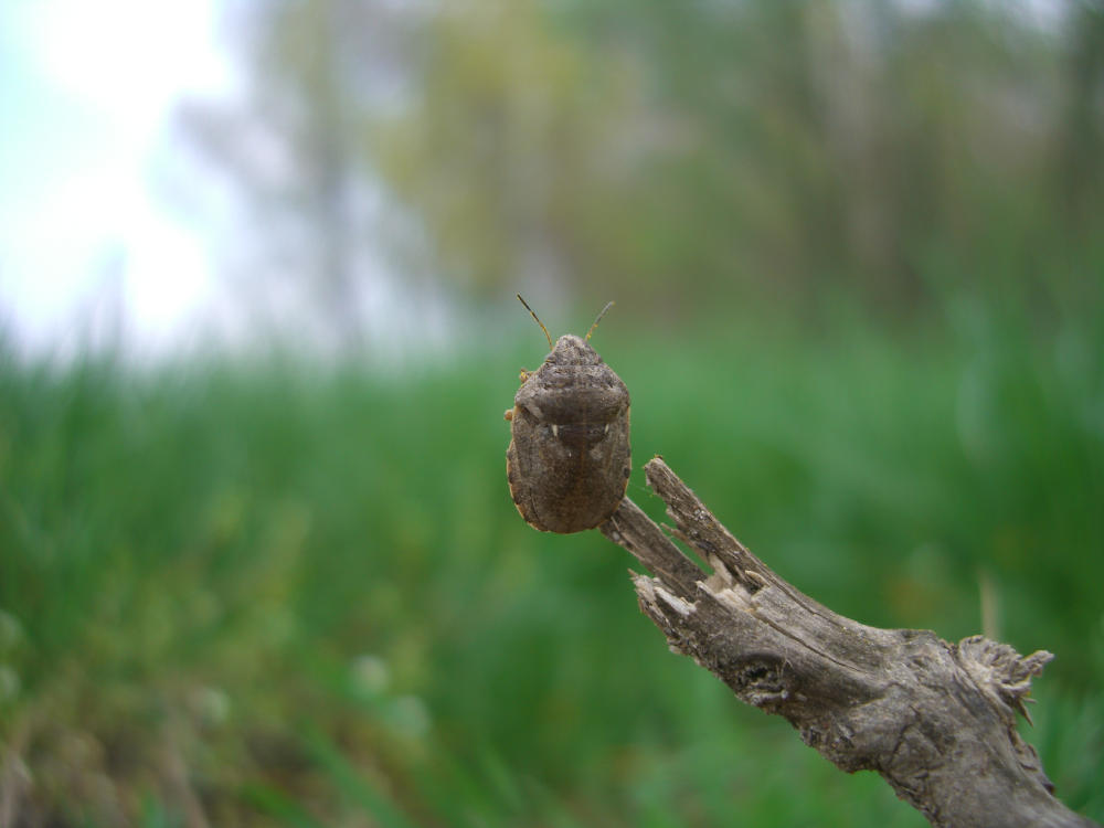 Pentatomidae: Eurygaster sp.