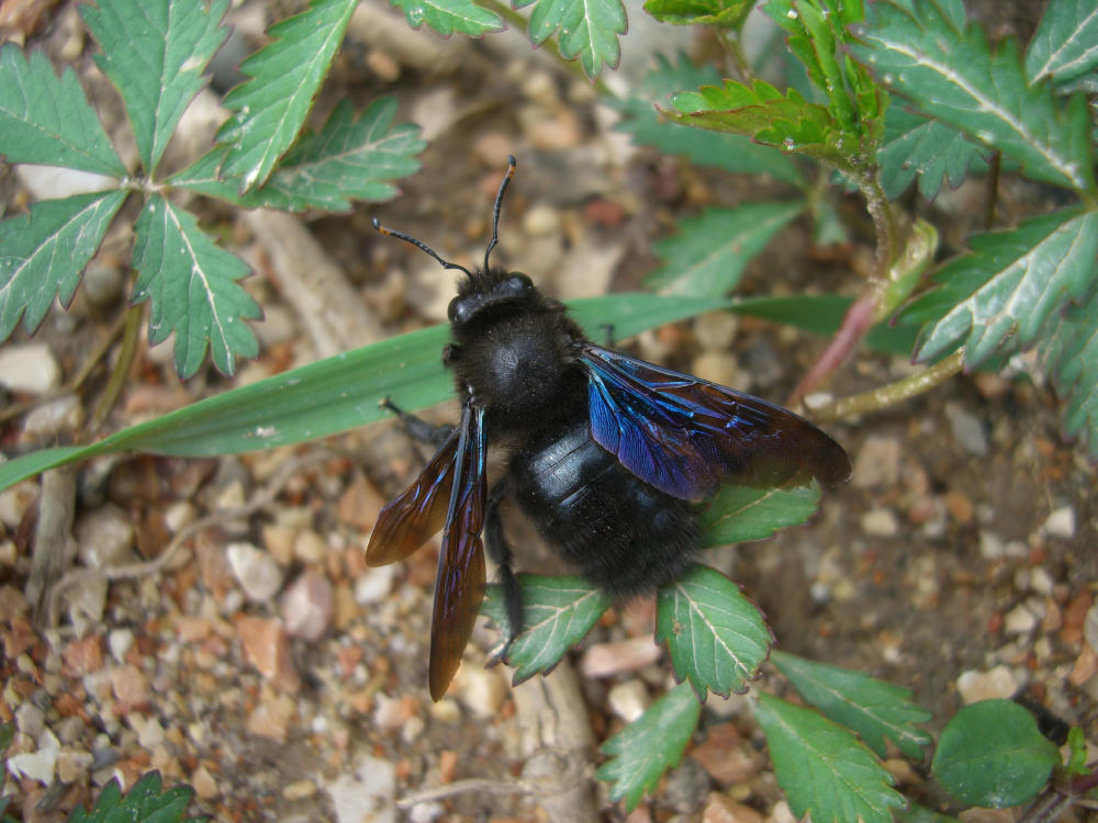 Di un blu metallizzato: Xylocopa violacea maschio