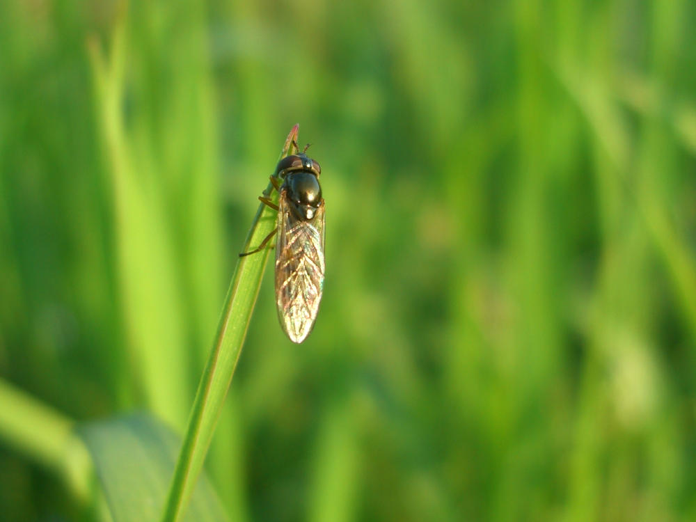 Melanostoma sp. F (Sirphidae)