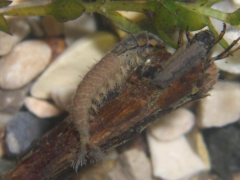 Larva di Hydropsychidae