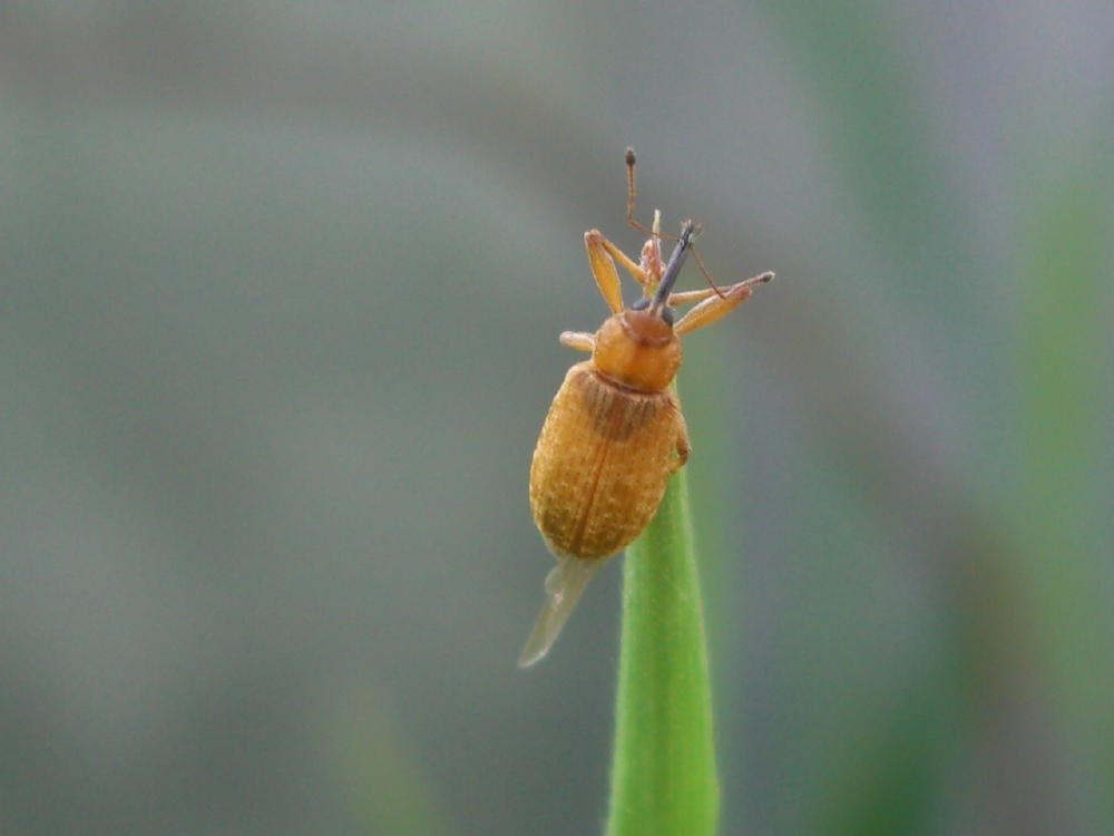 Altro Dorytomus longimanus?