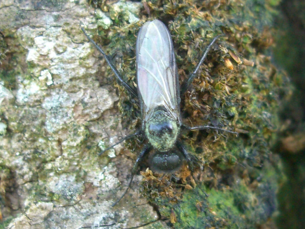 Bibio sp. (Bibionidae)