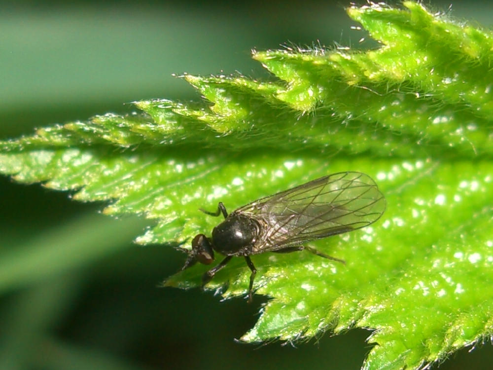Hilara sp. M (Empididae)