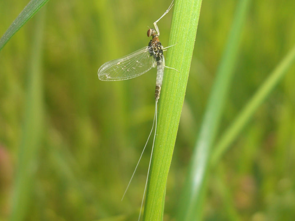 Baetis rhodani