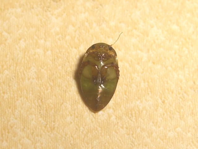 Da identificare: Laccophilus sp. (cf. L. hyalinus)