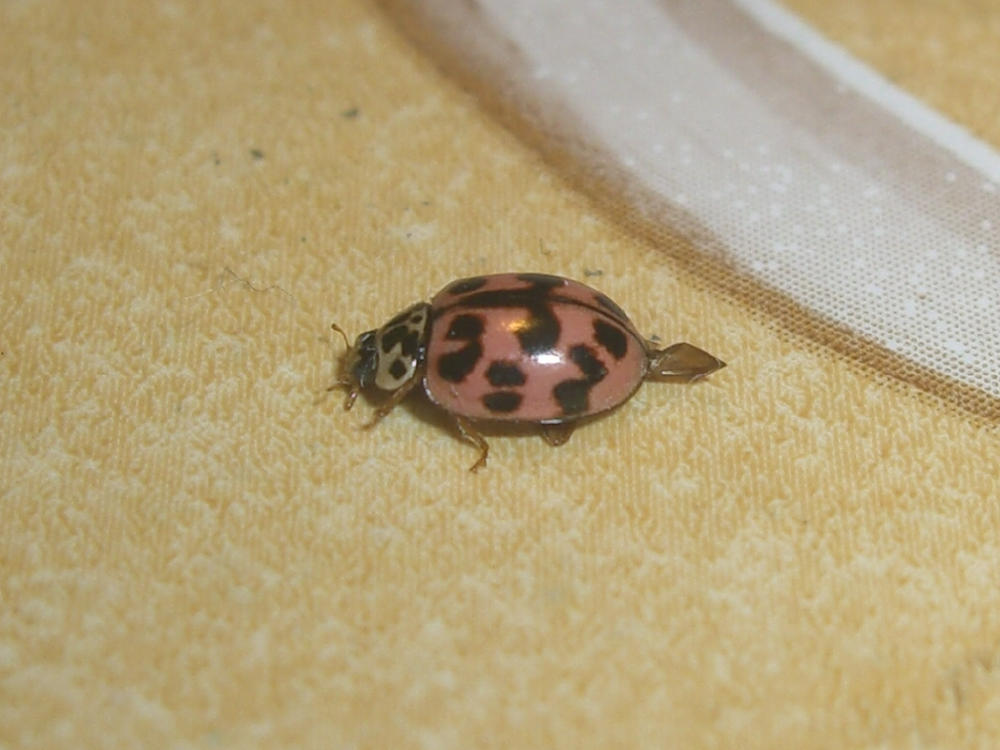 Coccinella: Oenopia conglobata