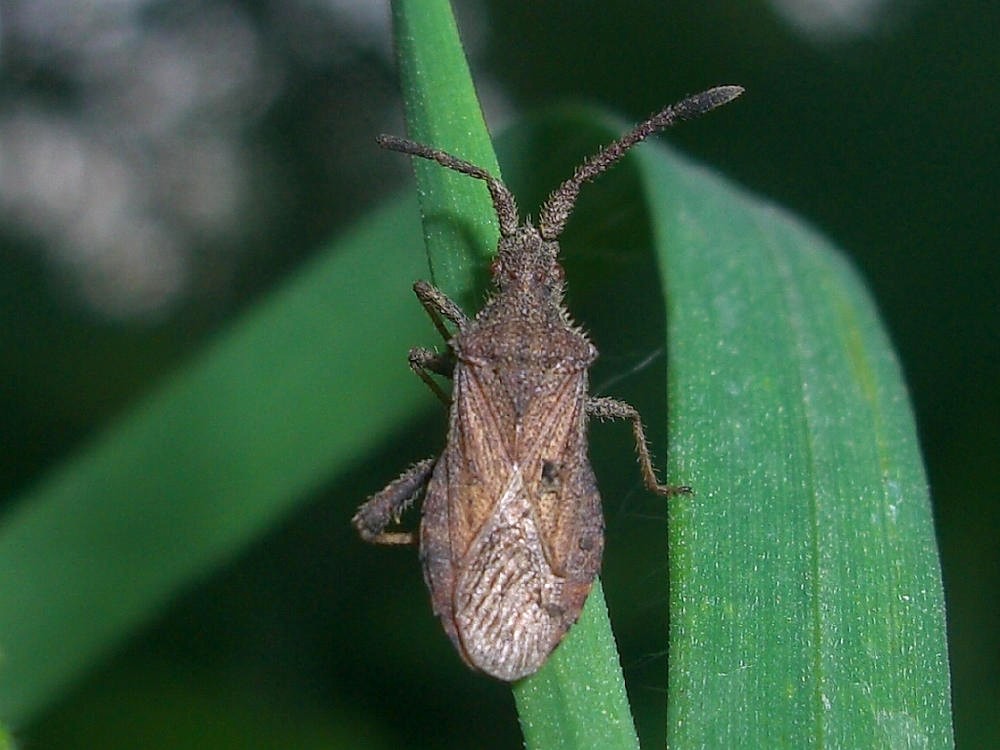 Coreidae: Coriomeris scabricornis/alpinus?