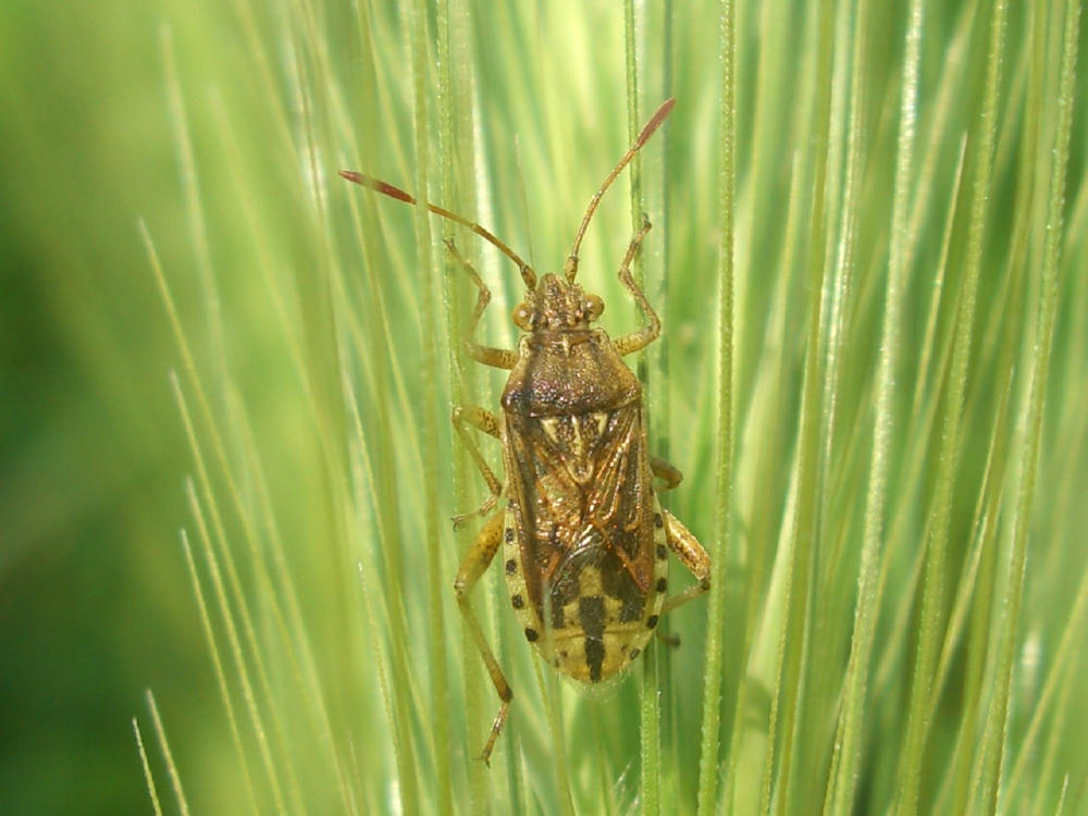 Rhopalidae: Stictopleurus cfr. abutilon, dai calli grossi