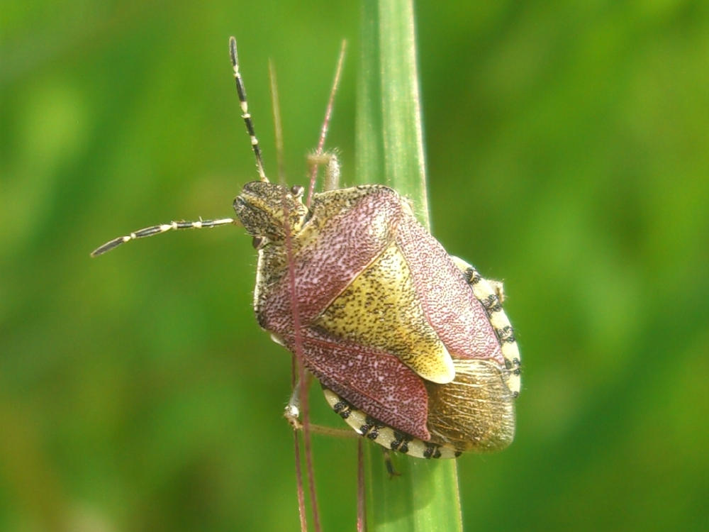 Da identificare: Dolycoris e Carpocoris purpureipennis