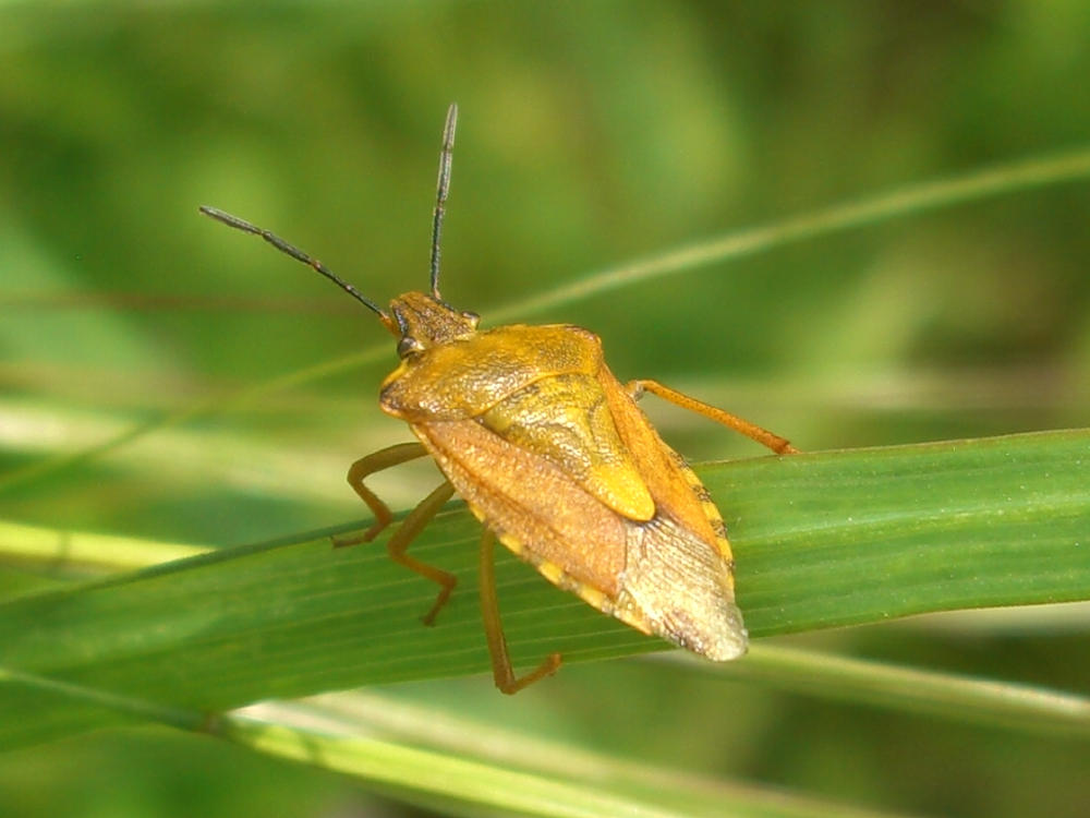 Da identificare: Dolycoris e Carpocoris purpureipennis