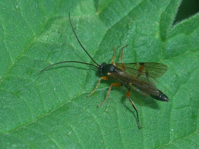 Ichneumonidae